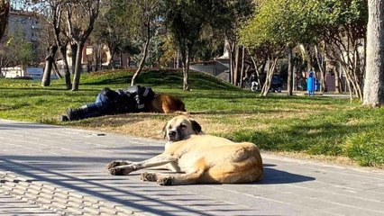 Diyarbakır'da iç ısıtan görüntü: Başını sokak köpeğine yaslayarak uyudu