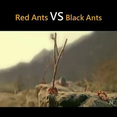 Red ant's VS Black ant's WAR cinematic video short movie