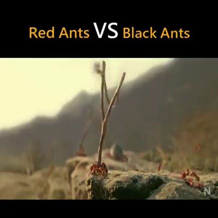 Red ant's VS Black ant's WAR cinematic video short movie