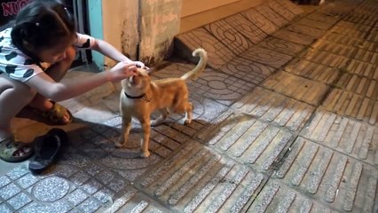 How Cats React When Seeing Stranger 1st Time - Running or Being Friendly ?