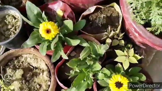 Happy New year to all My Friend's Sunday Garden Update Sunday Overview #NDLovelyGarden