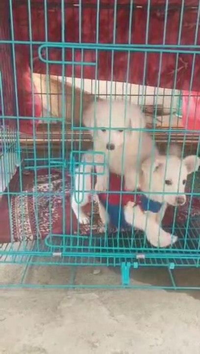 ##Pet lovers##Viral