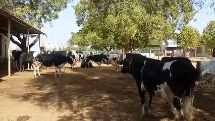 सर्दी में बढ़ रहे दुधारू पशुओं के नखरे,मन माफिक सुविधाएं...तो ही दूध