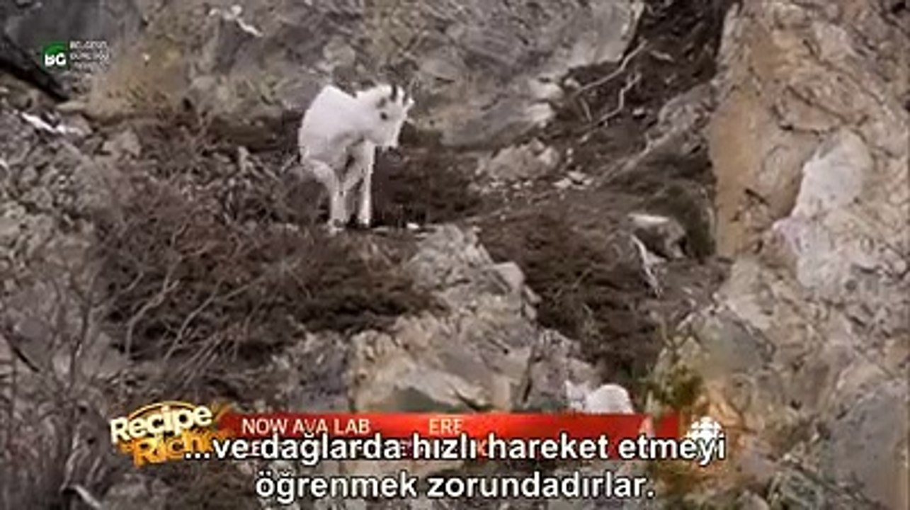 Kartalın oğlak avı