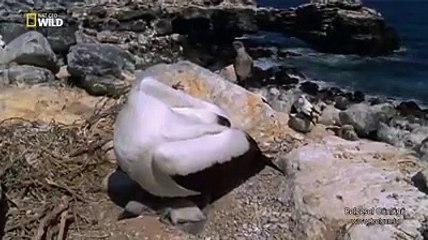 Kan içen tepeli alaycı kuşu