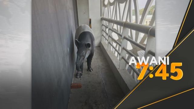 Perhilitan | Tapir seberat 250kg sesat di parkir hotel di Melaka