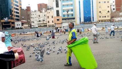 Beautiful birds in Makkah, Saudi Arabia