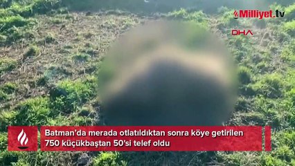 Merada otlatıldıktan sonra teker teker öldüler