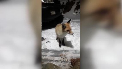Aç kalan tilkiyi vatandaşlar etle besledi