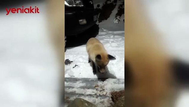 Kapısına gelen tilkiyi etle besleyen Karadenizli vatandaşın sohbet anları gülümsetti