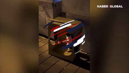 Yeni yılda kendi halinde eğlenen 'sokak kedisi' gülümsetti