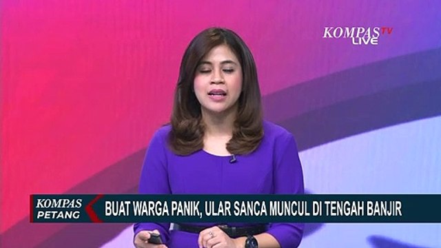 Warga Panik! Ular Sanca Sepanjang Tiga Meter Muncul di Tengah Banjir