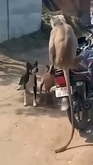 Dogs Funny #shorts #comedy#trending #dogs