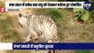 नया साल में मुकुंदपुर पहुंचे पर्यटकों का सफेद बाघ ने किया स्वागत, टूरिस्ट बस के आगे आगे चल रहा था रघु