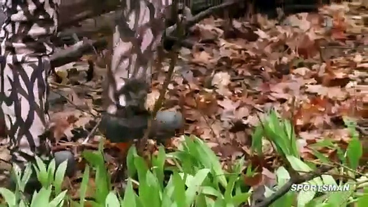 MeatEater - Se4 - Ep13 HD Watch