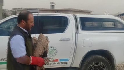 ŞANLIURFA - Bitkin halde bulunan kızıl akbaba, tedavisinin ardından doğaya salındı