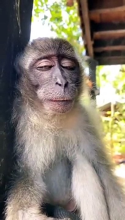 Crazy monkey (360p)