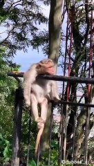 अद्रक का स्वाद  | Monkey funny dubbing | dubbing video | funny monkey #short