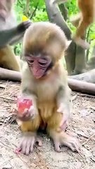 गरीबी में आटा गीला  | Animal funny dubbing | dubbing video | funny monkey #short