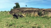 Super Strength Between Male Lion Vs Buffalo Buffalo Fight Lion, Antelope vs Cheetah, Baboon