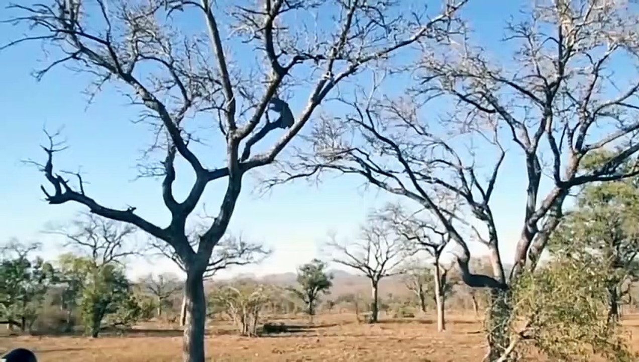 Hippos Alone Attack 50 Wild Dogs   Wild Dog Fight vs Hippo And Hyena   Big Battle Of Wild Dogs