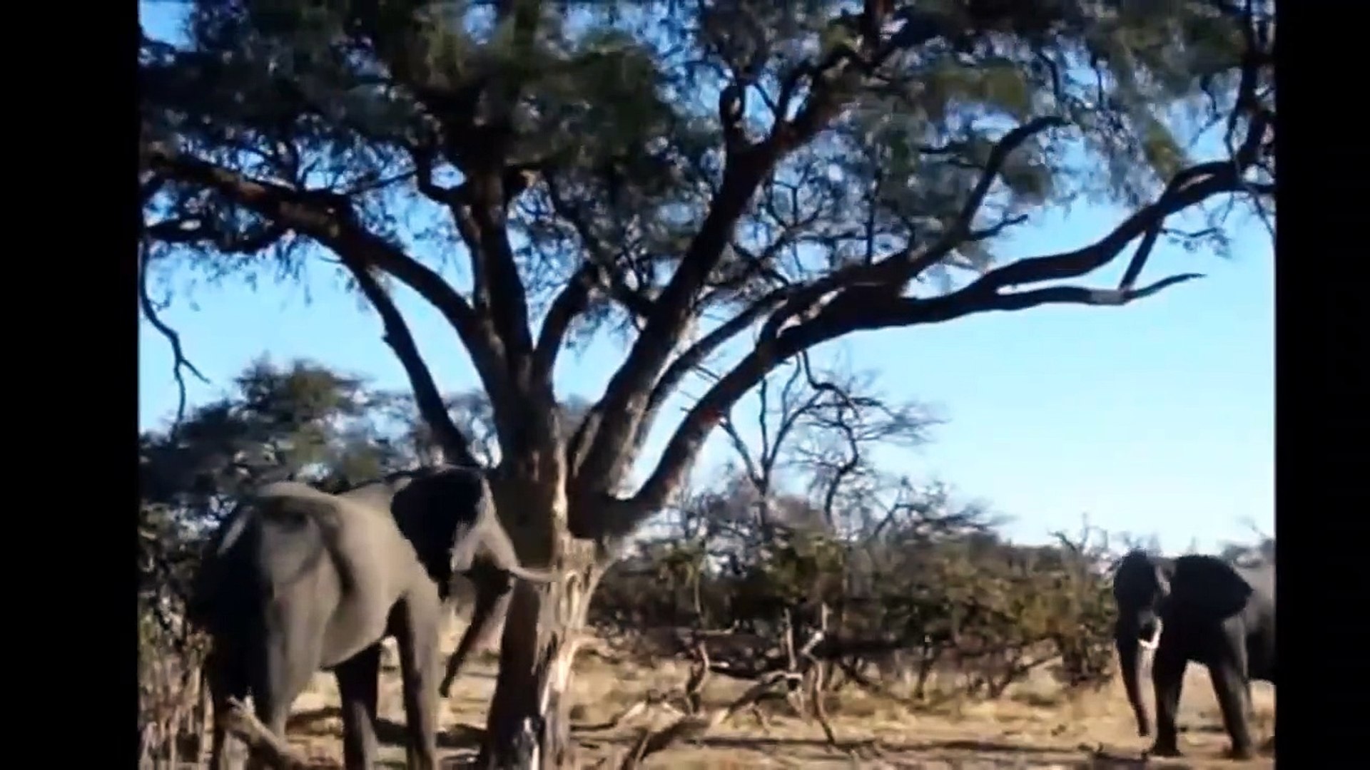 ⁣OMG ! Unbelievable. Monkeys By All Means Seeking Revenge On Leopards - Baboon, Leopard, Elephant