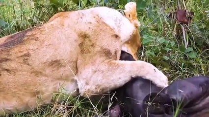 Buffalo vs Lion   Heart Cries For Help 50 Buffalo Run To Rescue His Friends From Lions