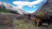 Amazing Mother Wild Yak Save Her Baby From Snow Leopard Hunting   Wolf vs Bison