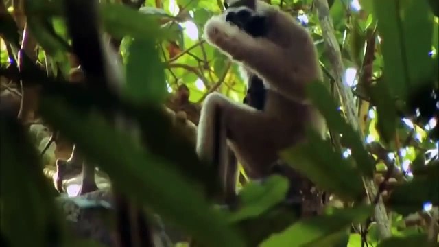 Must Watch!Clashes Between Elephant VS Lion Lion Must Be Terrified By The Terrible Of Elephant