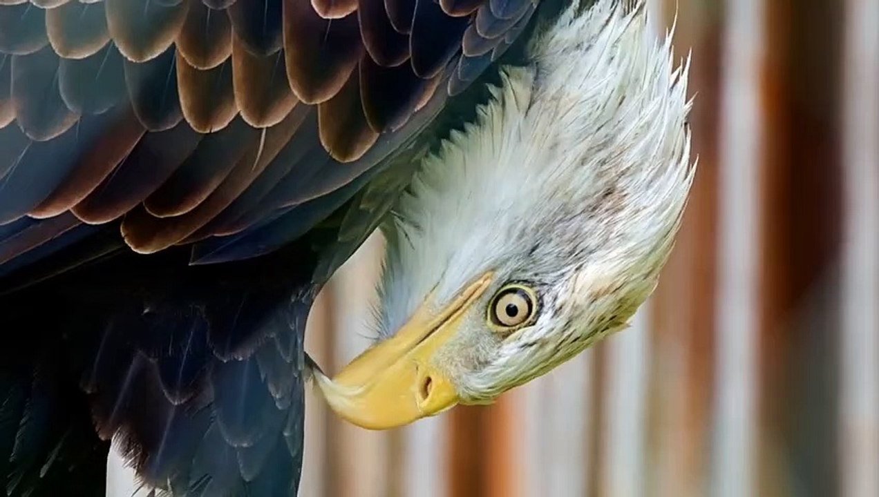 Can Eagle Attack Goat At Rock Mountain