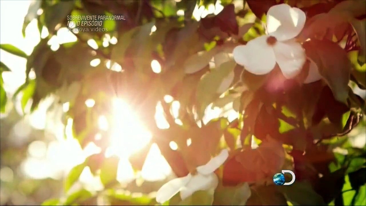 Sobrevivente paranormal - Entidades protetoras