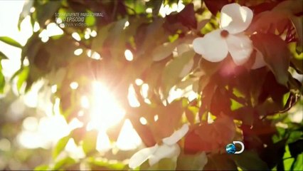 Sobrevivente paranormal - Entidades protetoras