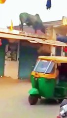 That's why he was called a Bull