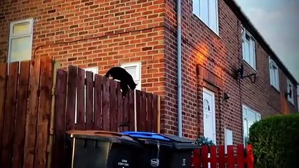 Police Interceptors - Se10 - Ep09 HD Watch