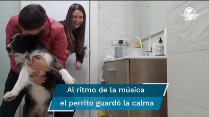 Para que perrito no se asustara por la pirotecnia, dueños ponen música a “tope” y bailan con él