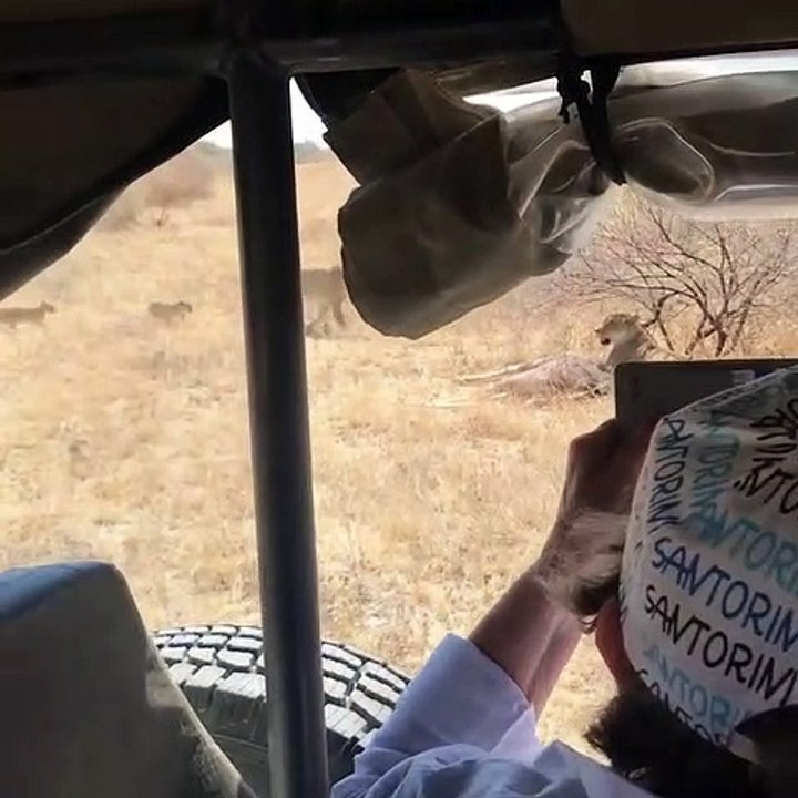 Lion Attacks Bull