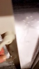 Ollie the Aussie Likes Being Outside During Blizzard