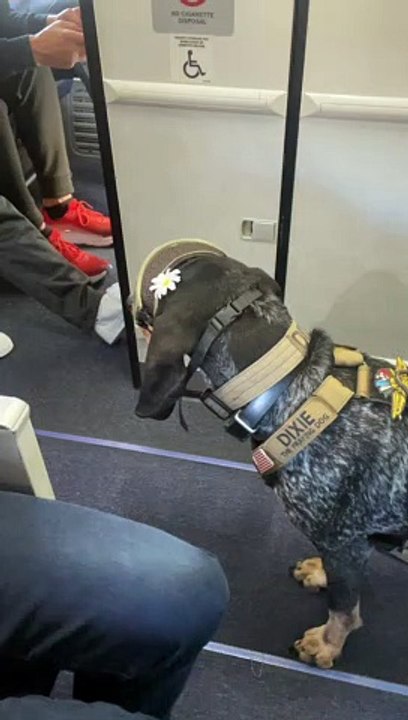 Dixie the Praying Dog