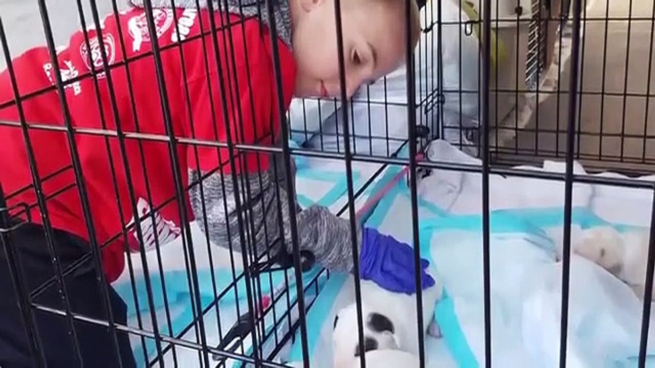 Dodo Heroes - Se2 - Ep04 HD Watch