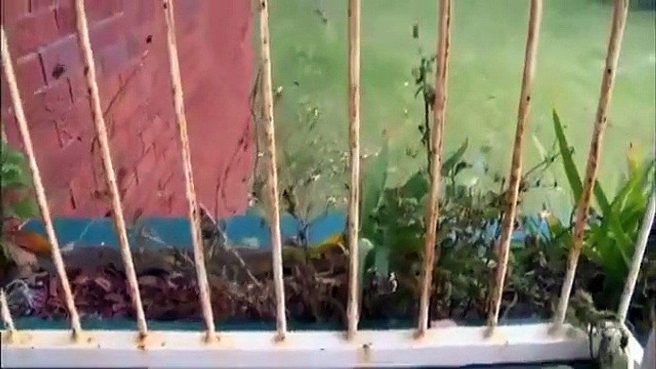 House Rules - Se2 - Ep33 HD Watch