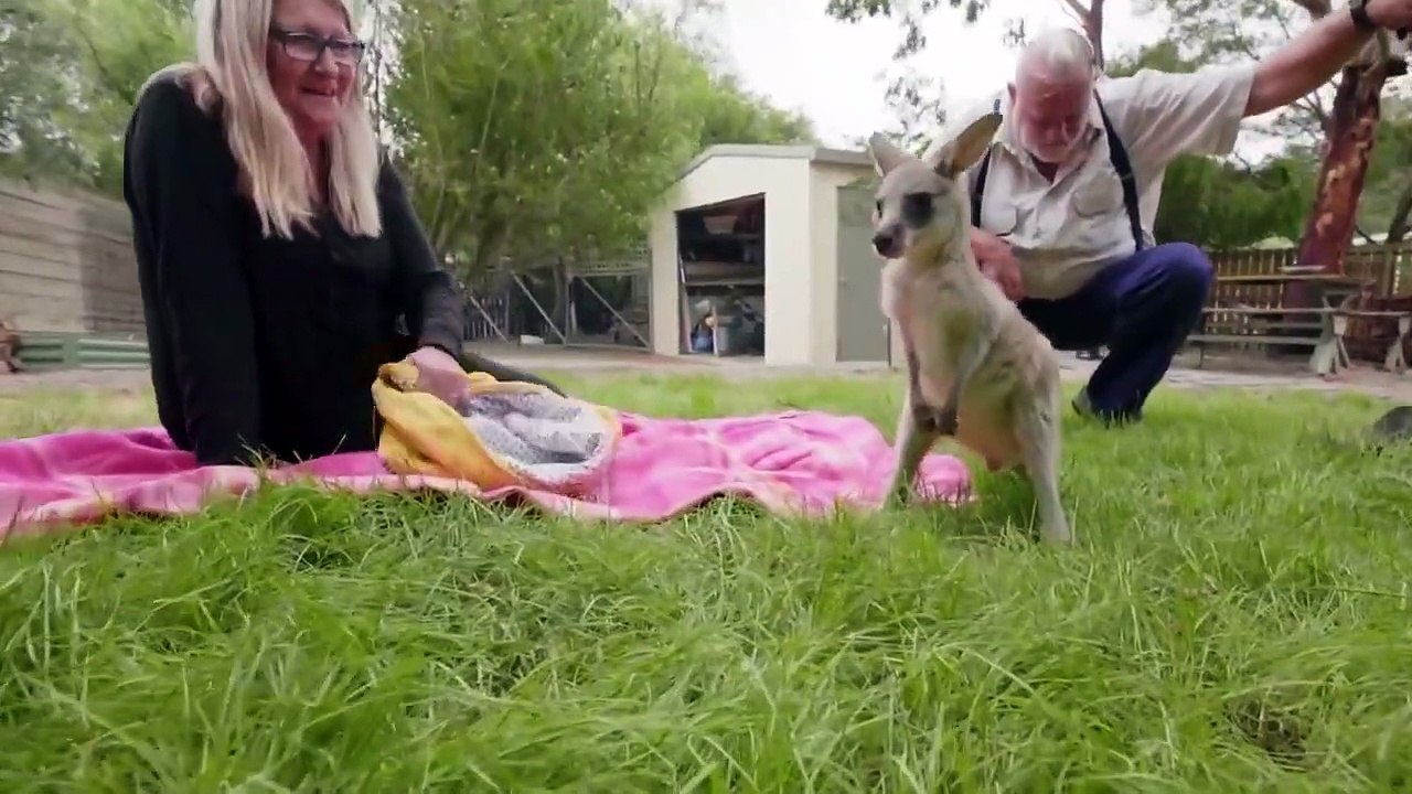 Dodo Heroes - Se2 - Ep05 HD Watch