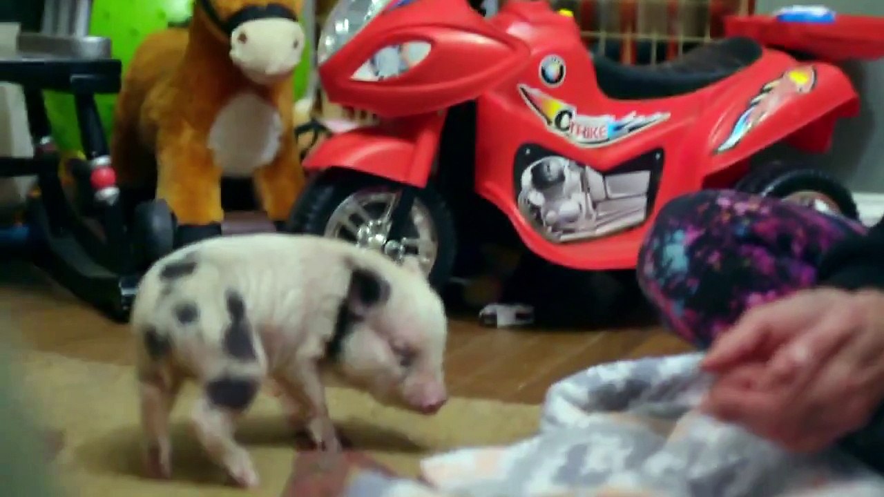 Dodo Heroes - Se2 - Ep02 HD Watch