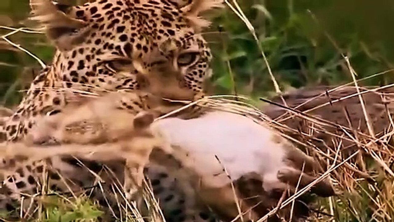 Big Cat Diary - Se2 - Ep06 HD Watch