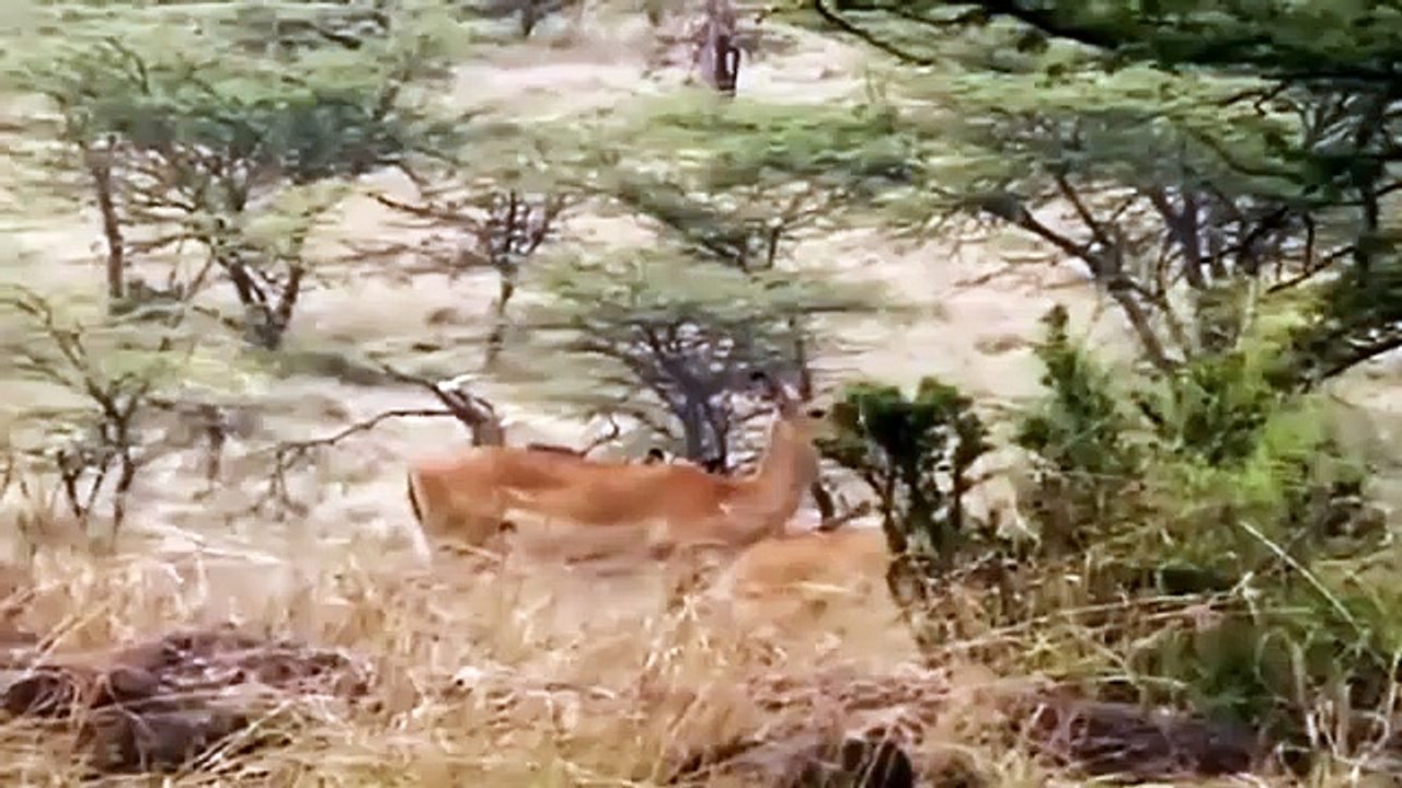 Big Cat Diary - Se2 - Ep08 HD Watch