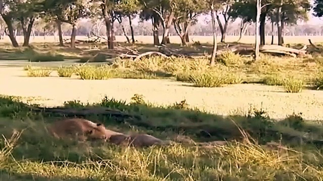 Big Cat Diary - Se2 - Ep14 HD Watch