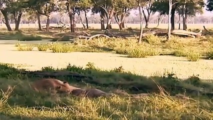 Big Cat Diary - Se2 - Ep14 HD Watch