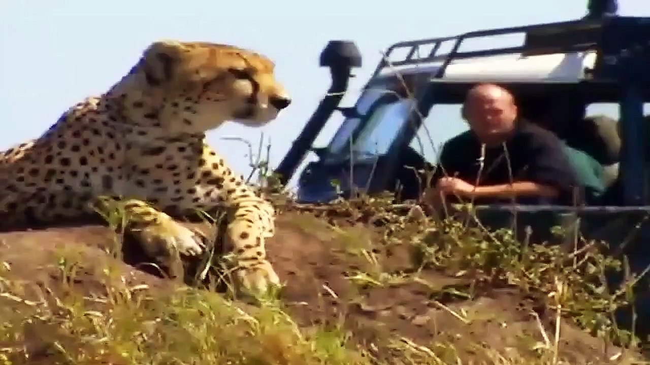 Big Cat Diary - Se2 - Ep01 HD Watch