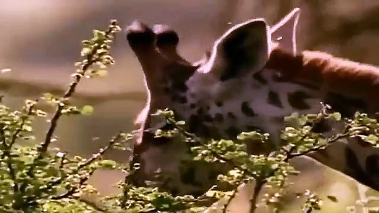 Big Cat Diary - Se2 - Ep16 HD Watch