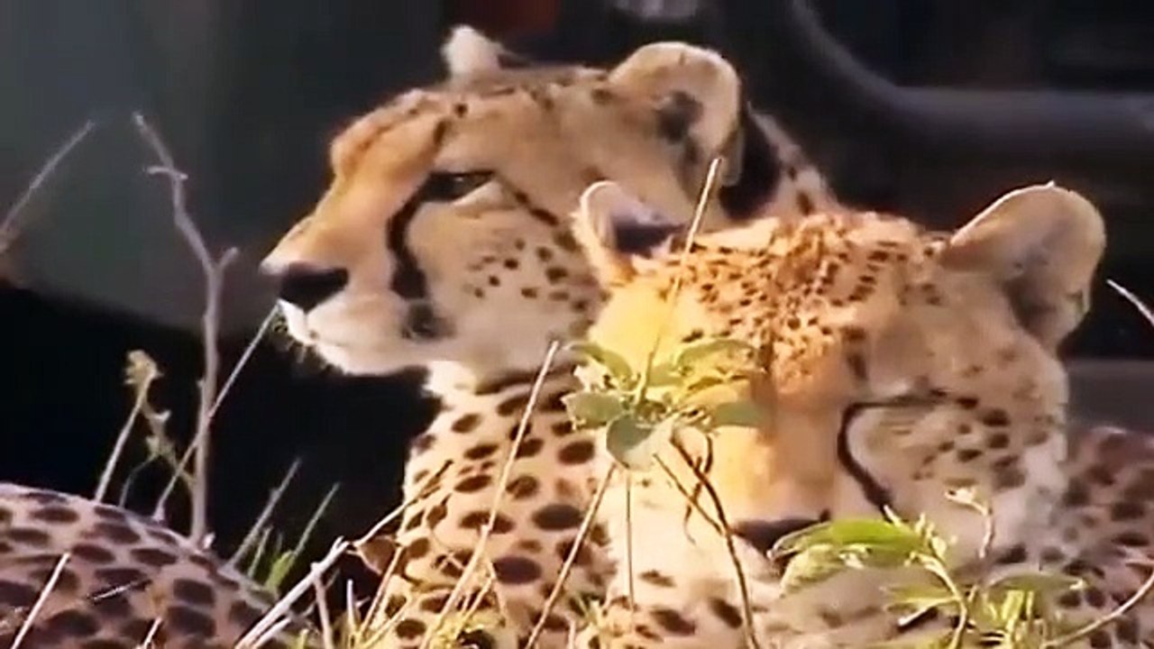 Big Cat Diary - Se2 - Ep17 HD Watch