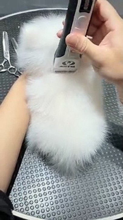 pomeranian